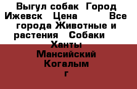 Выгул собак. Город Ижевск › Цена ­ 150 - Все города Животные и растения » Собаки   . Ханты-Мансийский,Когалым г.